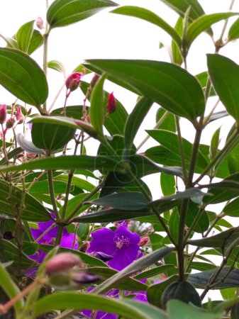 Selektiver Fokus. Pleroma semidecandrum oder Tibouchina semidecandra, die Prinzessinnenblume, Prachtstrauch oder Lasiandra. Im Garten blühen Blumen. Blüten aus dem Südosten Brasiliens.
