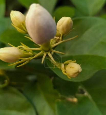 Primer plano. Flores de jazmín que crecen bellamente en el patio. Indonesia. Fondo natural verde.