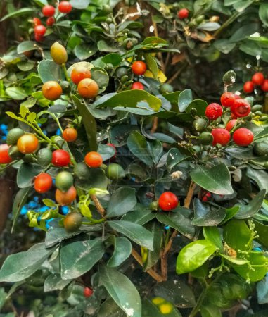 Vista de cerca del fruto de murraya paniculata. Esta planta conocida como jazmín naranja, jessamina naranja, caja de china o naranja simulada, o kemuning (en Indonesia). Esta planta se utiliza como medicina herbal.