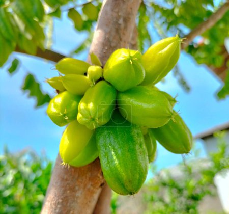 Bilimbi fruits sur l'arbre à gaden. Fruit qui a un goût aigre mais très utile d'Indonésie. Concentration sélective.