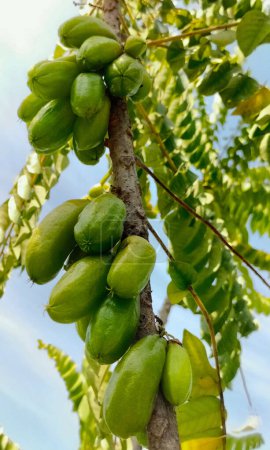 Bilimbi frutas en el árbol en gaden. Fruta que sabe agria pero muy útil de Indonesia. Enfoque selectivo.