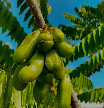 Téléchargez les photos : Bilimbi fruits sur l'arbre à gaden. Fruit qui a un goût aigre mais très utile d'Indonésie. Concentration sélective. - en image libre de droit