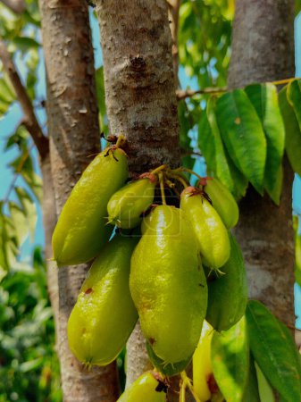 Bilimbi fruits on tree in gaden. Fruit that tastes sour but very useful from Indonesia. Selective focus.