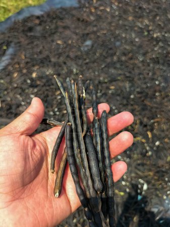 The beauty view of dried green beans in hand. A pile of green bean containing seeds, dried in the sun to dry, then ground to separate the seeds from the skin of the green beans.