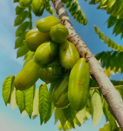 Foto de Bilimbi frutas en el árbol en gaden. Fruta que sabe agria pero muy útil de Indonesia. Enfoque selectivo. - Imagen libre de derechos