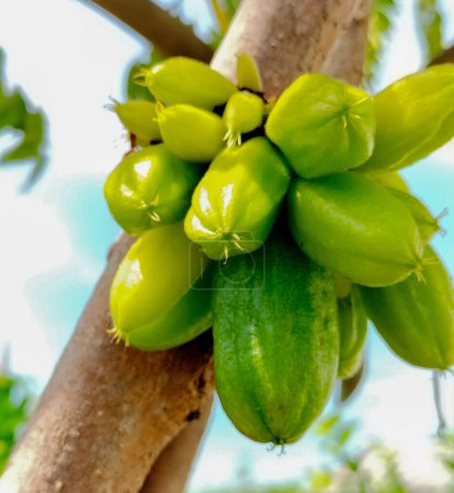 Téléchargez les photos : Bilimbi fruits sur l'arbre à gaden. Fruit qui a un goût aigre mais très utile d'Indonésie. Concentration sélective. - en image libre de droit
