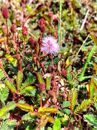 Photo for Mimosa pudica flower on garden. Selective focus. - Royalty Free Image
