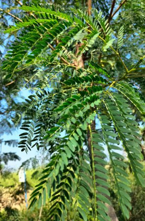 Close-up. Leucaena leucocephala, petai selong or petai cina is a kind of shrub from the Fabaceae tribe, which is often used in land greening or erosion prevention.