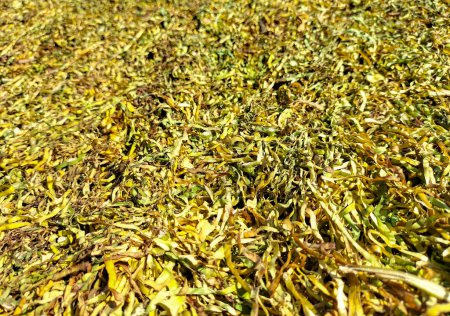 Enfoque selectivo. Fabricación de tabaco. Secar tabaco. Forma clásica de secar las hojas de tabaco, colgando para secar al sol.