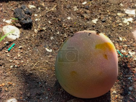 Closeup view of mango fruit. Ripe mango fruit. Mango fruit on the ground. 