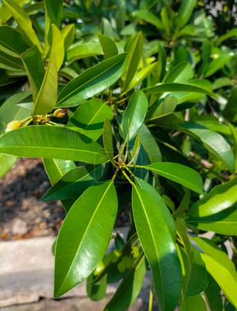 Selective focus. Sapodilla plants that are growing vigorously.  Fresh fruit for healthy. Sapodilla tree with green leaves. 
