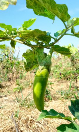 Selective focus. Green eggplant on the tree. Green eggplant ready for harvest in the garden.