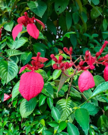 Blick auf schöne Blume, die mit einer Kombination aus grünen und roten Blättern im Garten mit verschwommenem Hintergrund blühen wird. Mussaenda blüht auf.