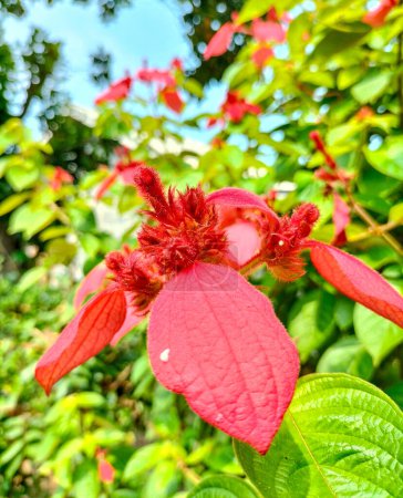 Vista de una hermosa flor que florecerá con una combinación de hojas verdes y rojas en el jardín con fondo borroso. Flores de mussaenda flores.
