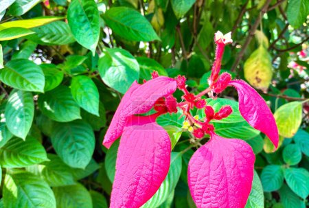 Blick auf schöne Blume, die mit einer Kombination aus grünen und roten Blättern im Garten mit verschwommenem Hintergrund blühen wird. Mussaenda blüht auf.
