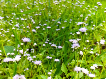 Closeup view of white weed or billygoat weed (Ageratum conyzoides) grow on tropical area. Selective focus.