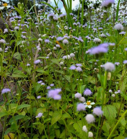 Nahaufnahme von weißem Unkraut oder Billygoat Weed (Ageratum conyzoides) wachsen auf tropischem Gebiet. Selektiver Fokus.