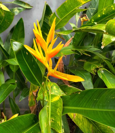Seitenansicht. Heliconia psittacorum (Papageienblume): Ein schöner und farbenfroher Strauß, aufrechte Blütenstände, orange und gelb.