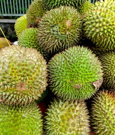 Selective focus of Durians fruit. Ripe yellow exotic tropical raw healthy fruit with spikes ready to eat.