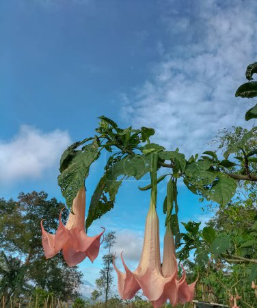 Flores de trompeta de ángel rosa (Brugmansia suaveolens) en el árbol. Brugmansia suaveolens también conocida como trompeta de ángel, o lágrimas de ángel, es una especie sudamericana de plantas con flores que crecen como arbustos
.
