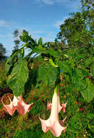 Pink angel's trumpet flowers (Brugmansia suaveolens) on tree. Brugmansia suaveolens also known as angel trumpet, or angel's tears, is a South American species of flowering plants that grow as shrubs.