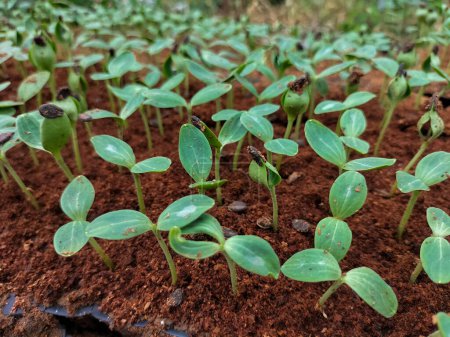 Watermelon seedlings in tray under greenhouse condition. Selective focus.