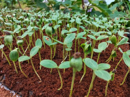 Watermelon seedlings in tray under greenhouse condition. Selective focus.