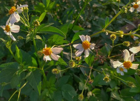 Photo of Biden alba or Spanish Needle, Scientific Name Bidens pilosa L. Are weeds and herbs. Beautiful white flower with blurred natural background.