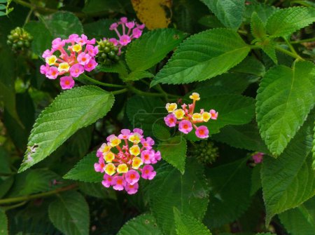 Beautiful view of Pink Lantana flowers Phakakrong blossom small spring on green beautiful and fresh background.