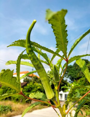 Téléchargez les photos : Concentration sélective. Okra légumes sur la plante à la ferme. Okra plante poussant dans le jardin de la maison. Fleur d'okra. Fond bleu ciel. - en image libre de droit