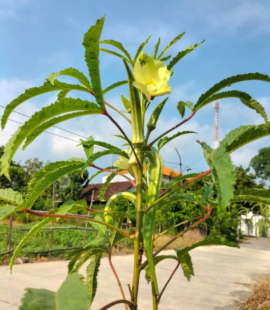 Selective focus. Okra vegetable on plant in farm. Okra plant growing in home garden. Okra flower. Blue sky background.