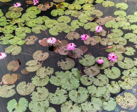 Photo for Closeup view of lotus pond aquarium fish pond plants flowers. - Royalty Free Image