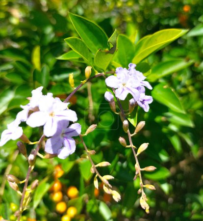 Sinyo Nakal or Golden Dewdrop flower and seeds (Duranta erecta). Selective focus.