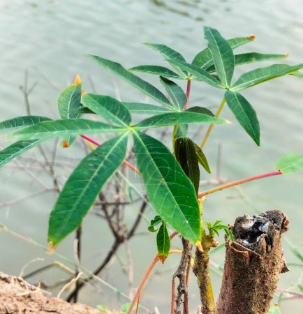 Kleine Maniokpflanze auf sandigem Boden in Maniokfeldern. Cassava-Pflanzen mit sehr grünen und frischen Blättern. Selektiver Fokus.