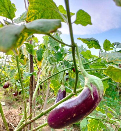 Selective focus. Fresh organic purple eggplant aubergine on plant in garden with blue sky background.