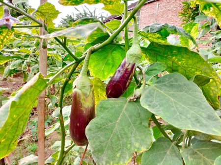 Selective focus. Fresh organic purple eggplant aubergine on plant in garden with blue sky background.