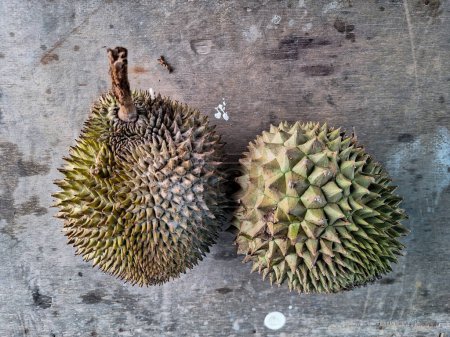 Blick auf köstliche Durianfrüchte aus Indonesien. Selektiver Fokus. 