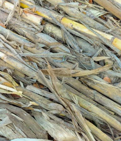 Closeup view of sugarcane bagasse. The waste of sugar manufacture.