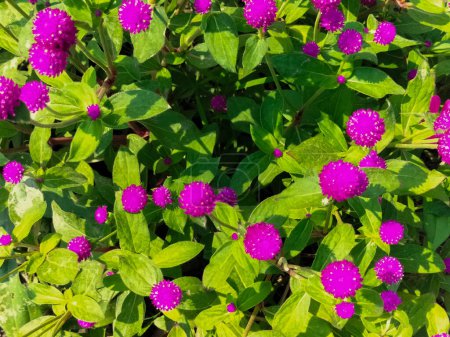 Closeup view of Globe Amaranth flower. The beauty of pink flowers in garden. 