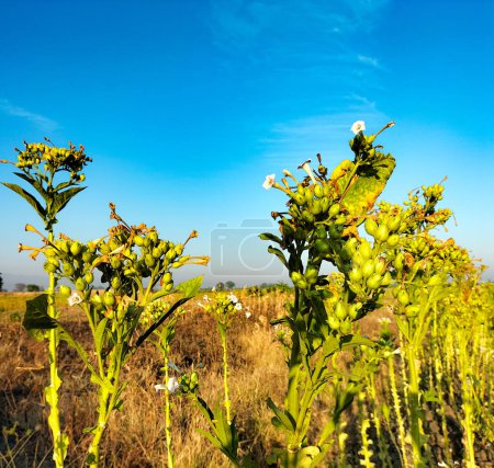 Nicotiana-Blumen oder Tabakblumen im verschwommenen Hintergrund des Gartens. Nicotiana alata. Jasmintabak. Selektiver Fokus.