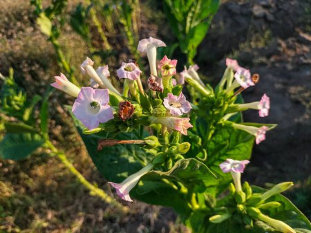 Fleurs de Nicotiana ou fleurs de tabac dans le jardin Fond flou. Nicotiana alata. Jasmin tabac. Concentration sélective.