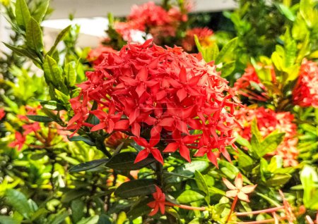 Closeup view of red Ixora coccinea flowers blooming in garden with green natural background. Selective focus.