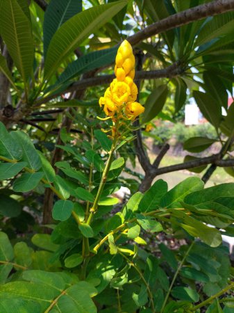 Yellow flower in sunlight. Waiting time to bloom beautiful. Selective focus.
