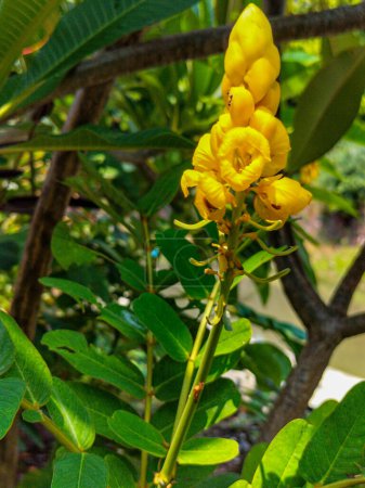 Yellow flower in sunlight. Waiting time to bloom beautiful. Selective focus.