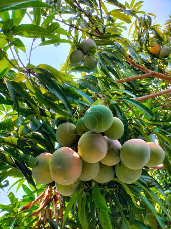 Blick von unten auf einen Mangobaum (Mangifera indica) mit reifen Früchten. Die wachsende, grüne Mango-Frucht ist köstlich.