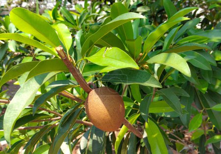 Photo for Selective focus. Sapodilla plants that are growing vigorously.  Fresh fruit for healthy. Sapodilla tree with green leaves. - Royalty Free Image