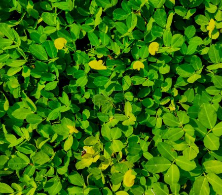 Photo for Selective focus. Arachis pintoi or Pintoi Peanut serves to cover the land and flower throughout the year. - Royalty Free Image