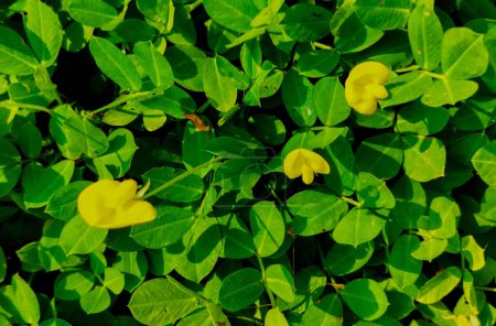 Photo for Selective focus. Arachis pintoi or Pintoi Peanut serves to cover the land and flower throughout the year. - Royalty Free Image