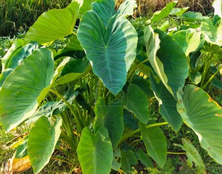 En una granja en Kendal, Indonesia, crecen plantas gigantes de taro u orejas de elefante con luz solar en el fondo. Cultivos de Taro. 