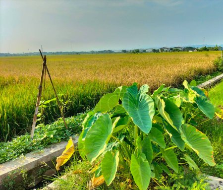 Auf einer Farm in Kendal, Indonesien, wachsen riesige Taropflanzen oder Elefantenohren mit Sonnenlicht im Hintergrund. Taro-Pflanzen. 